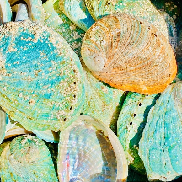 10 Small pcs Abalone Shell Australia SeaShell Rainbow Green Red Pearl Polished - Picture 4 of 7